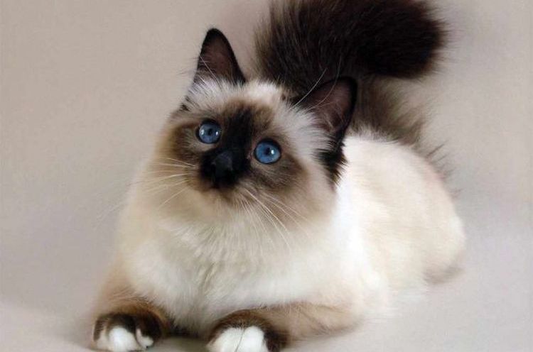 Chat birman (Birman sacré)