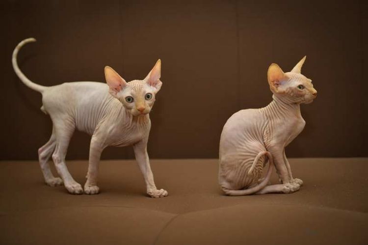 Sphynx canadiens