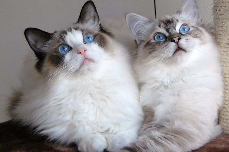 chats aux yeux bleus