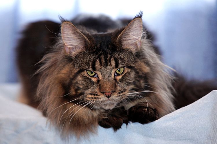 Maine Coon maléfique