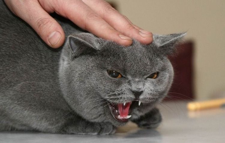 chat écossais en colère