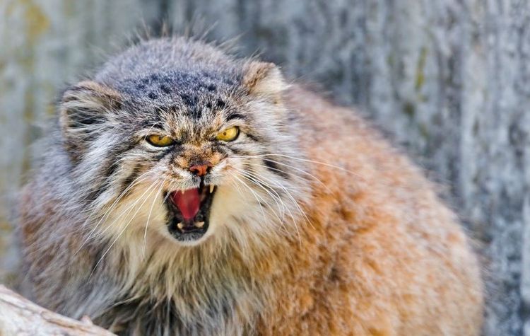 Le chat de Pallas en colère