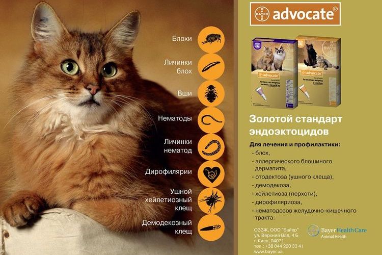 Avocat de l'acheteur