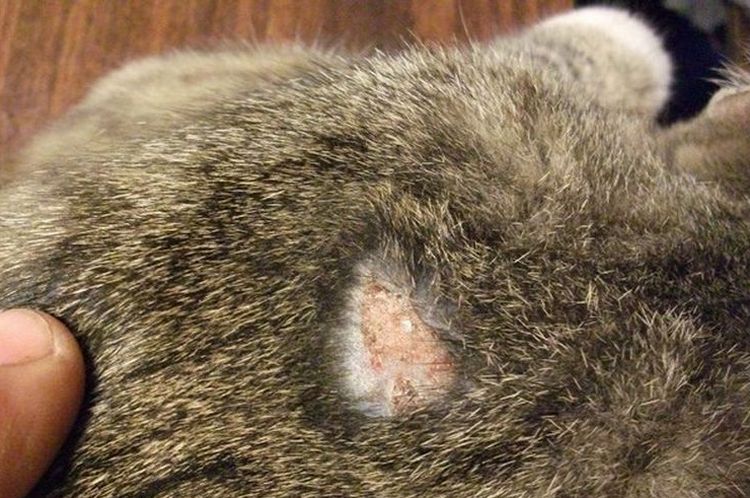 La gale sarcoptique chez un chat