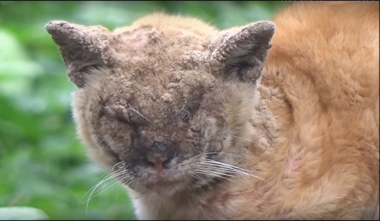 stade avancé de la sarcoptose
