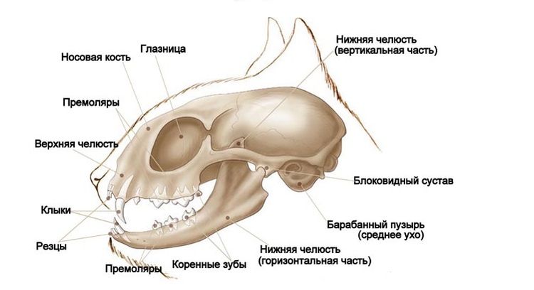 La structure du crâne du chat