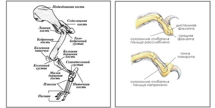 La structure des pattes d'un chat