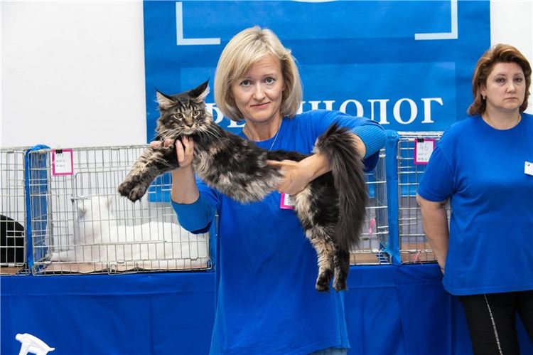 Un félinologue à une exposition