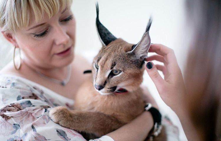 Un félinologue avec un chat caracal