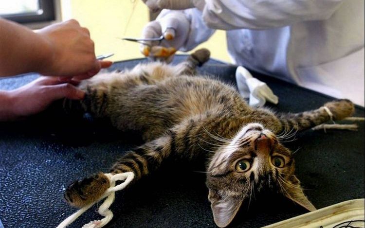 Stérilisation des chats