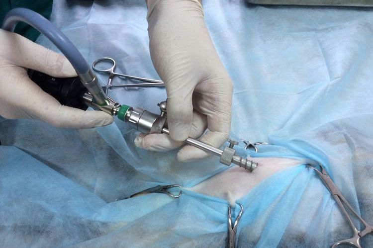 Stérilisation laparoscopique d'un chat