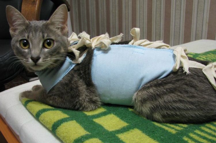 Un chat dans une couverture post-opératoire