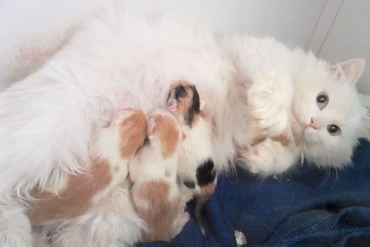 Une chatte avec ses chatons