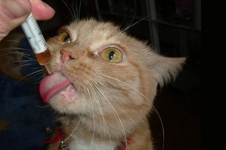 Prendre Kotervin avec une seringue