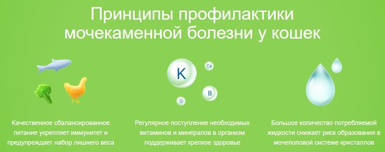 Prévention de la lithiase urinaire chez les chats