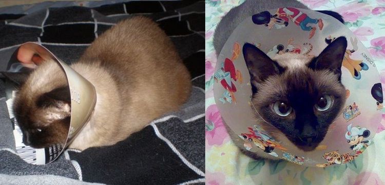 Collier post-opératoire en carton pour chat