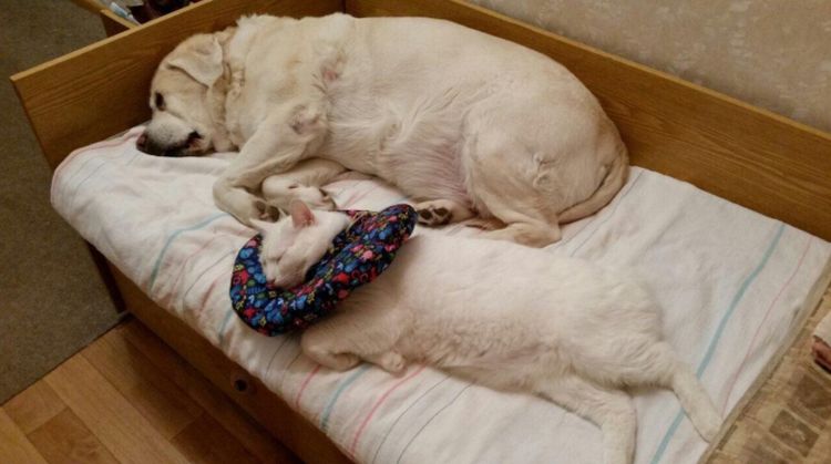 Collier post-opératoire souple pour chat