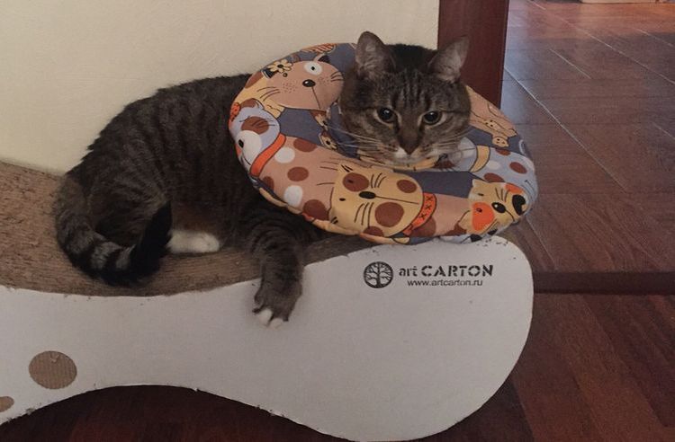 Un chat portant un collier souple de protection