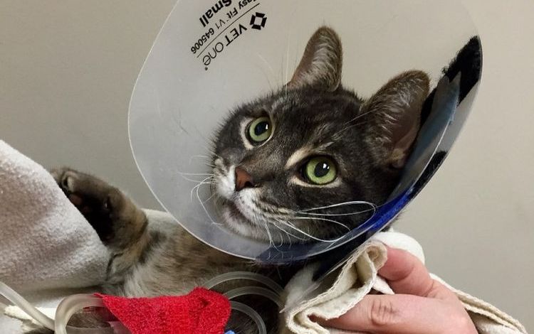 Un chat portant une collerette post-opératoire
