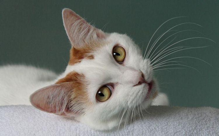 Bobtail japonais à poil court