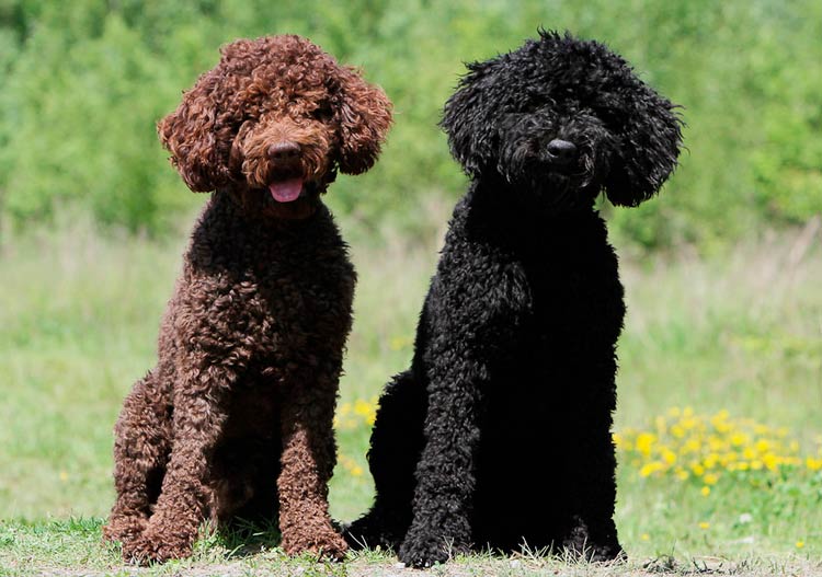 deux chiens Barbet