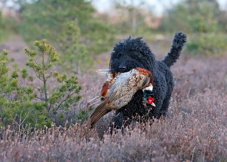 un barbet transporte un faisan