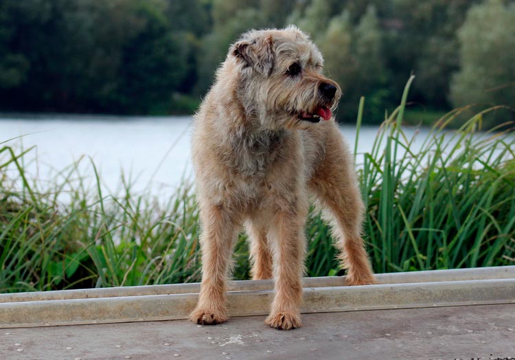 Border Terrier avant la coupe