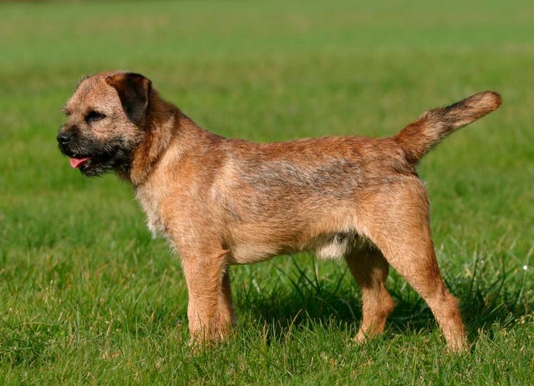 Standard de race du Border Terrier