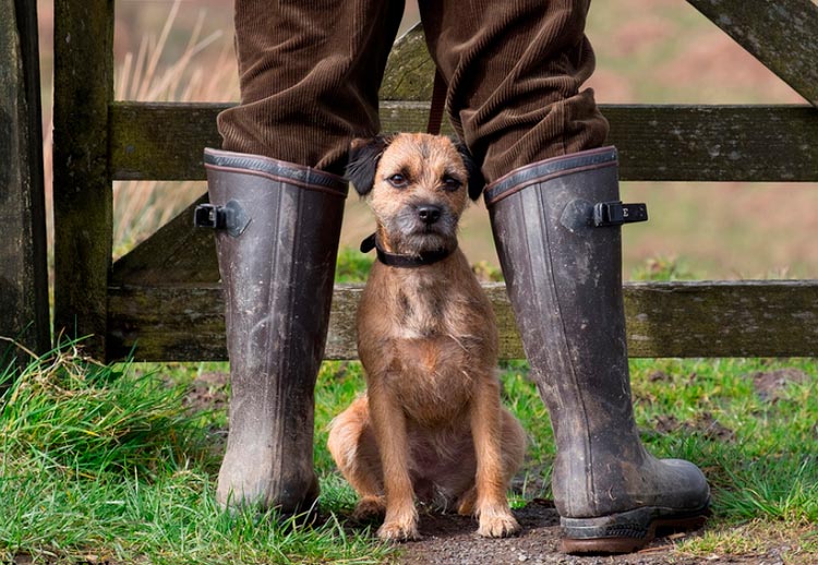Border Terrier près de la clôture