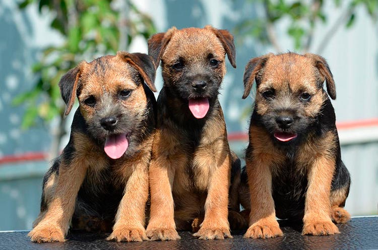 Trois chiots Border Terrier