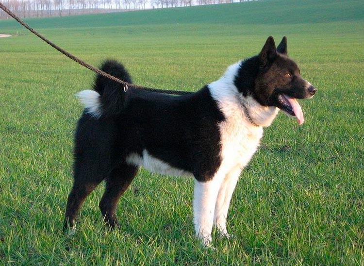 Chien d'ours de Carélie standard