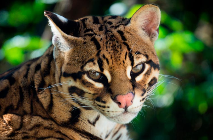 chat ocelot