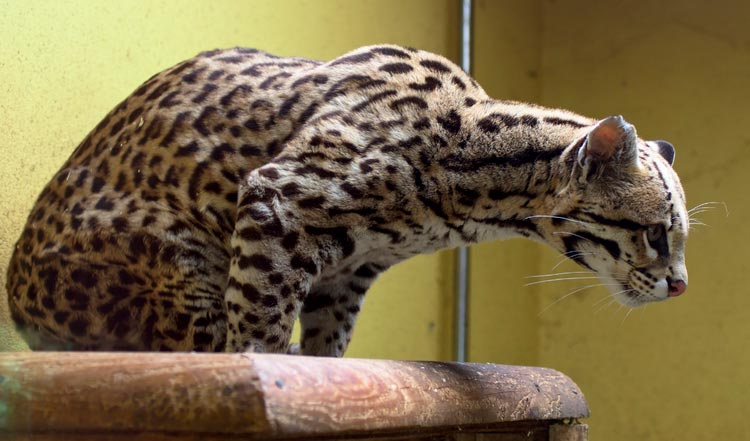 chat ocelot