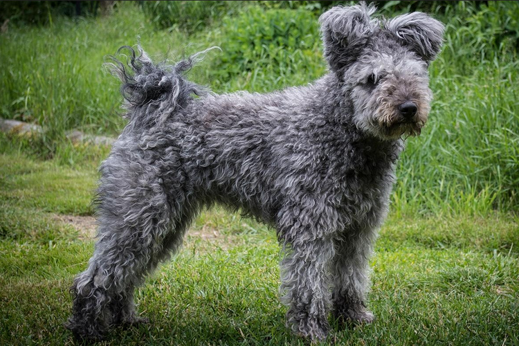 Le pumi est une race de chien de berger rare