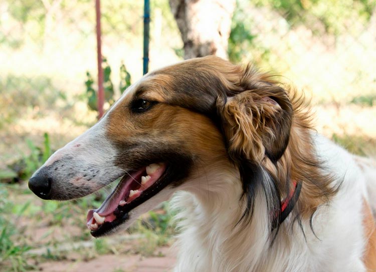 Tête de Borzoï russe