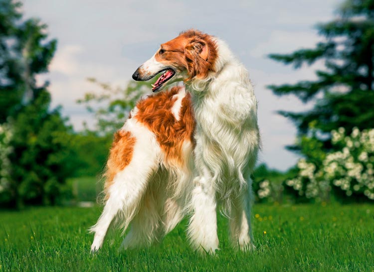 Norme russe Borzoi