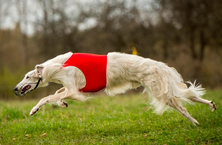 Cours de Borzoi russe
