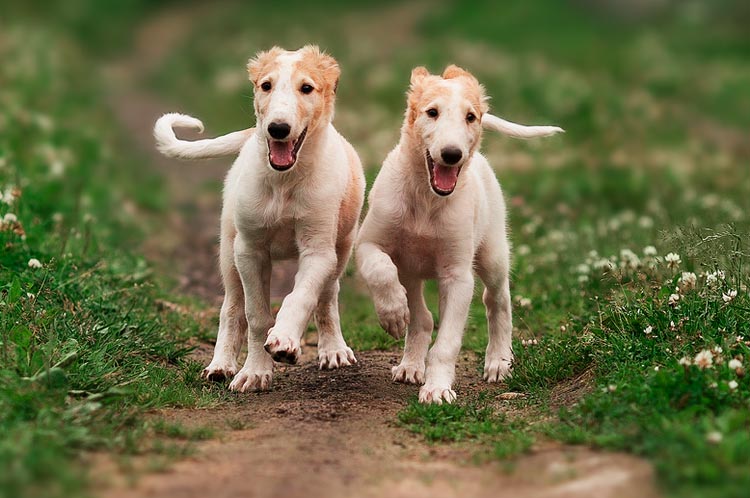 deux chiots Borzoï russes