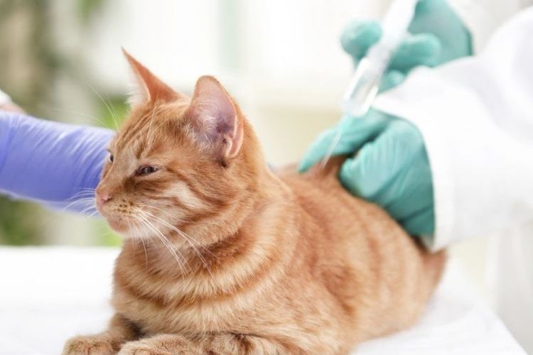 Injection pour chat