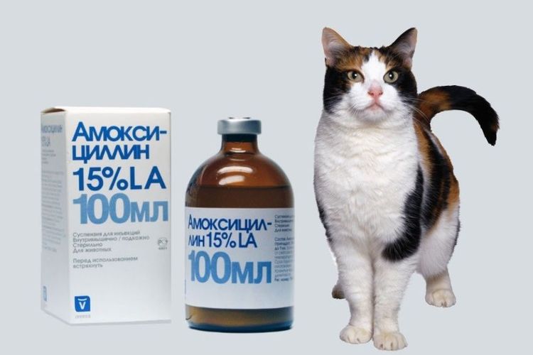 Amoxicilline pour chats