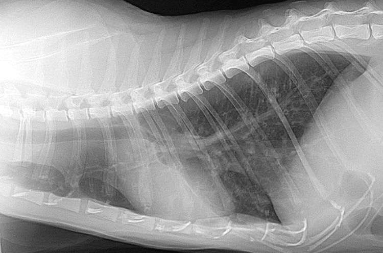 Radiographie thoracique d'un chat
