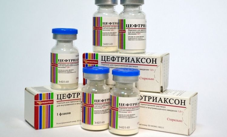 Ceftriaxone pour chats