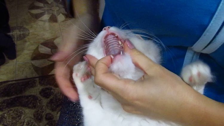 Comment donner un comprimé à un chat