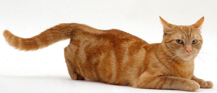 Le chat veut un chat