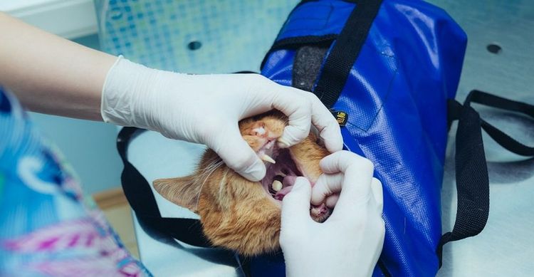 Comment donner un comprimé à un chat