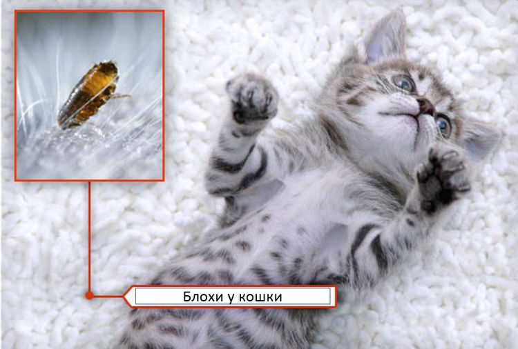 Des puces sur un chaton