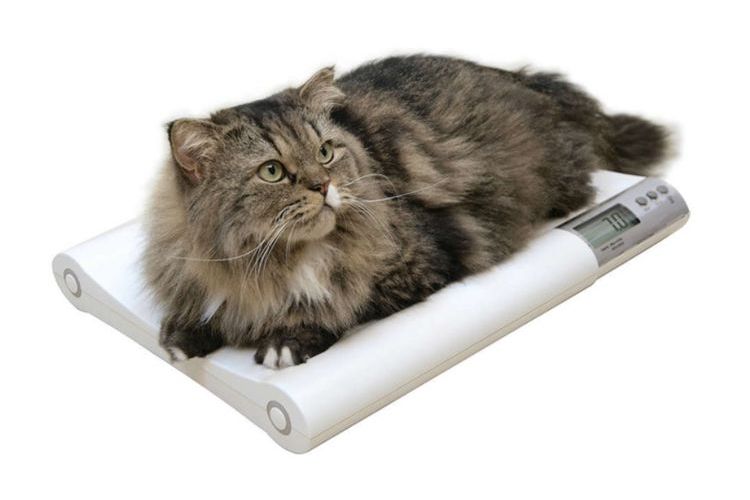 Peser un chat