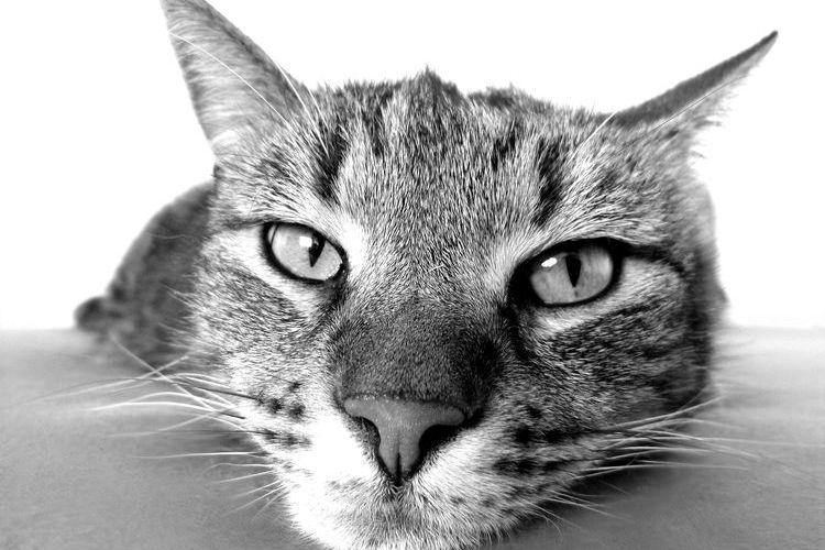 Un chat calme est couché