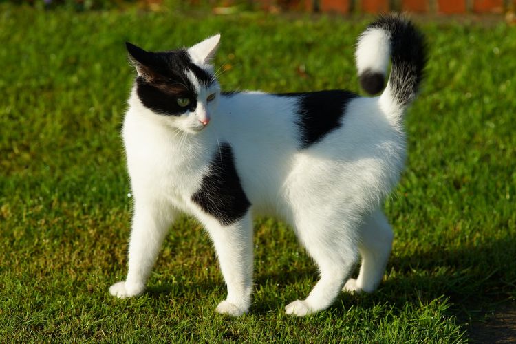 Le chat est en colère