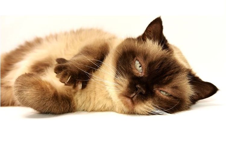 Chat siamois après l'accouplement